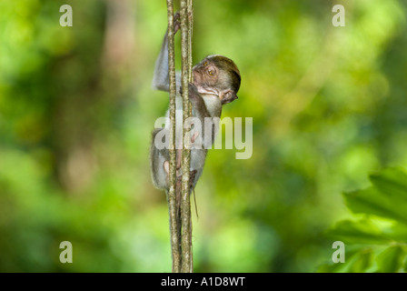 lousing young youngster wild Macaque Barbary Macaca Macaque Monkey ...