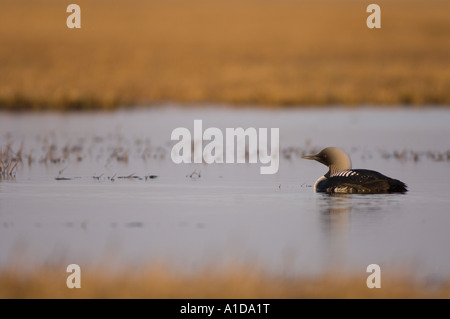 pacific loon Gavia pacifica on a freshwater lake in the National Petroleum Reserves off Point Barrow Arctic Alaska Stock Photo