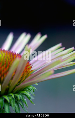 An Echinacea or Purple Cone Flower in bloom. Stock Photo