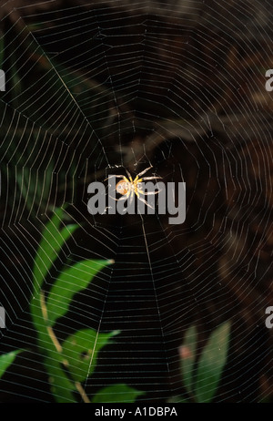 Orb weaving spider in web Stock Photo