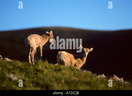 Bighorn sheep bighorn ovis canadensis lambs on mountainside at dawn Stock Photo