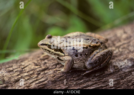 Wood frog rana sylvatica on log Stock Photo