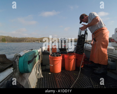 David Middleton Rhode Island Quahogger (shellfisherman) at work Stock Photo
