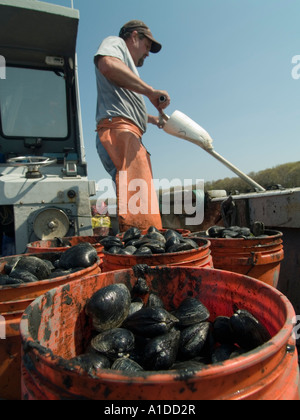 David Middleton Rhode Island Quahogger (shellfisherman) at work Stock Photo