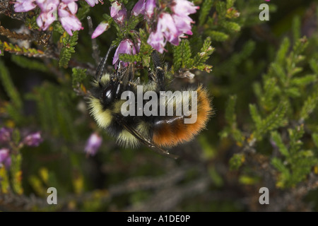 Bilberry Bumblebee, Bombus monticola, nectaring on Ling, Calluna vulgaris Stock Photo