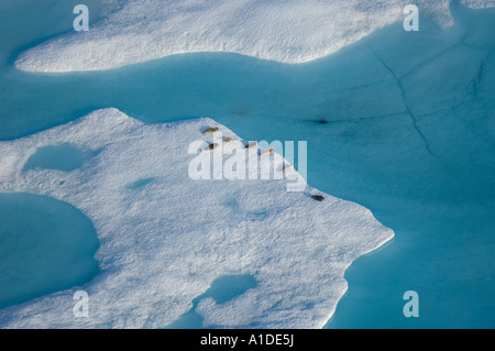 ringed seals Phoca hispida on multi layer ice Chukchi Sea 20 miles offshore from Point Barrow Arctic Alaska Stock Photo