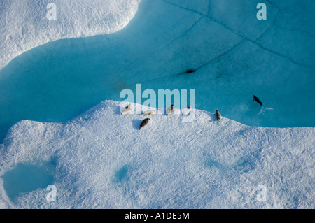 ringed seals Phoca hispida on multi layer ice Chukchi Sea 20 miles offshore from Point Barrow Arctic Alaska Stock Photo