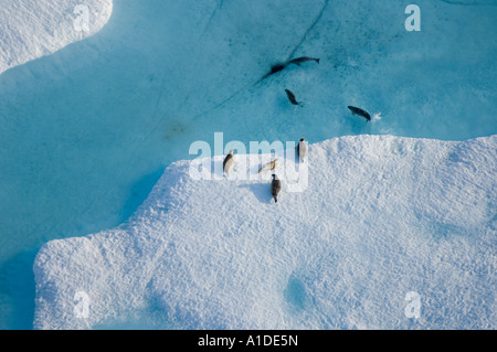 ringed seals Phoca hispida on multi layer ice Chukchi Sea 20 miles offshore from Point Barrow Arctic Alaska Stock Photo