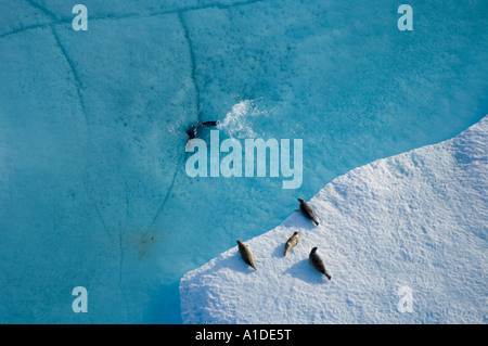 ringed seals Phoca hispida on multi layer ice Chukchi Sea 20 miles offshore from Point Barrow Arctic Alaska Stock Photo