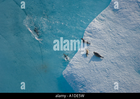 ringed seals Phoca hispida on multi layer ice Chukchi Sea 20 miles offshore from Point Barrow Arctic Alaska Stock Photo