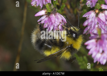 Heath Bumblebee, Bombus jonellus, nectaring on Ling, Calluna vulgaris Stock Photo