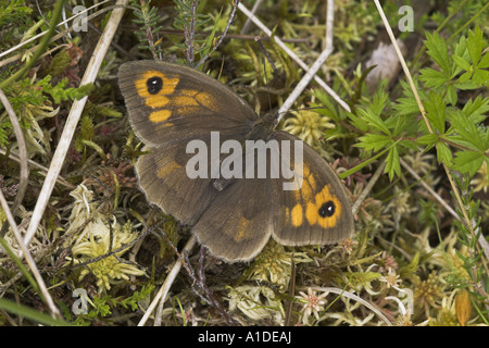 Meadow brown Butterfly, Maniola jurtina