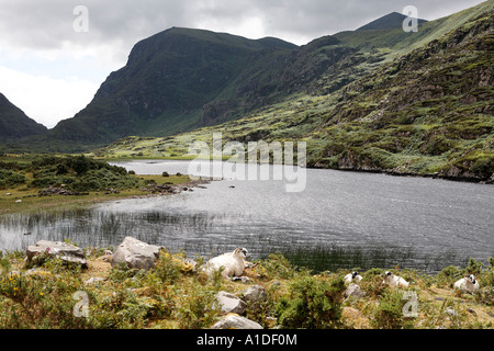 Sheep on a small lake in the Gap of Dunloe, Killarney National Park, Ireland Stock Photo