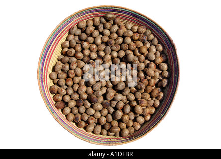 Dried fruits of the African oil palm Elaeis guineensis Stock Photo