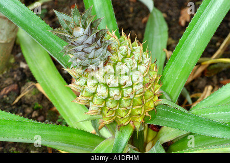 Young pineapple plant, Ananas comosus Stock Photo
