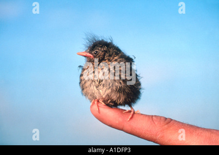 Tiny fledgeling Dunnock or Hedge sparrow (Prunella modularis) perched on finger Stock Photo