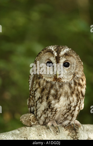 Twany owl ( Strix aluco ) Stock Photo