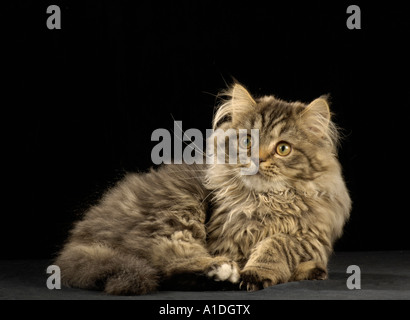 Persian Cat (crossbreed) Stock Photo