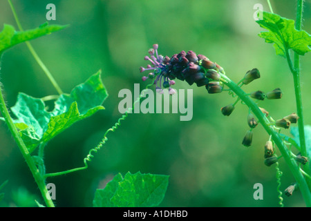 Cretan Bryony Plant (Bryonia dioica) catching a Tassel Hyacinth (Muscari comosum) flower Stock Photo