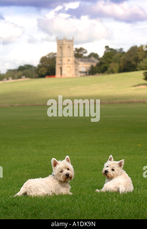 TWO WEST HIGHLAND WHITE TERRIERS IN CROOME PARK WORCESTERSHIRE UK Stock Photo