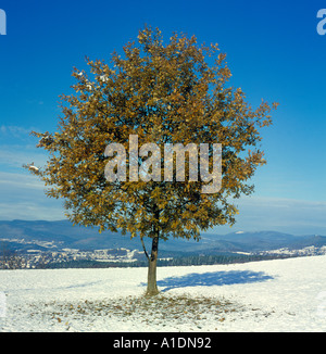 single small oak tree at fall with overnight snow, Bavarian Forest, Bavaria Germany (pls see AGG91F). Photo by Willy Matheisl Stock Photo