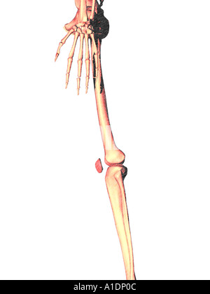 illustration of patella highlighted red on skeleton leg Stock Photo