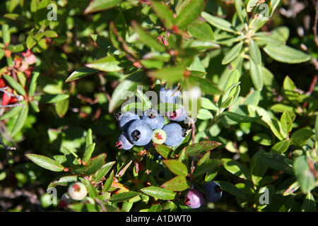 Wild Blueberries on Gun Hill at Harbour Breton Newfoundland Stock Photo