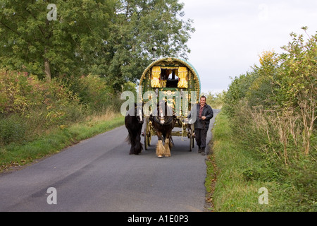 Shire horses pull gypsy caravan through country lanes Stow On The Wold Gloucestershire United Kingdom Stock Photo