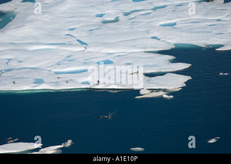 ringed seals Phoca hispida on multi layer ice Chukchi Sea 20 miles offshore from Barrow Alaska Stock Photo