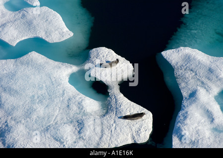 bearded seals Erignathus barbatus resting on multi layer ice Chukchi Sea offshore from Barrow Alaska Stock Photo