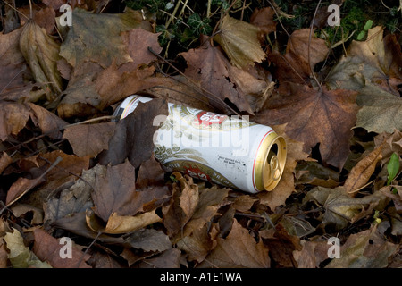 Empty beer can littered among autumn leaves Oxfordshire United Kingdom Stock Photo