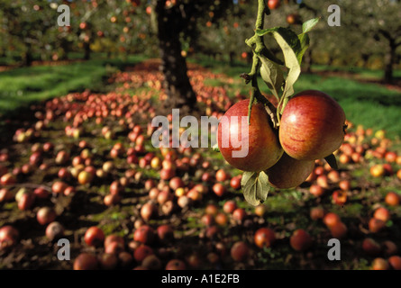 Waste ripe apples Charles Ross left to rot on the trees and ground as too expensive to pick Kent could be used for apple juice Stock Photo