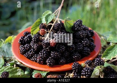 Freshly picked blackberries in red bowl in countryside kent Stock Photo