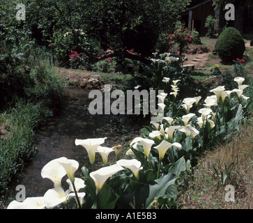 A drift of white Calla lilies bloom beside a tranquil stream in a garden in SW France Stock Photo