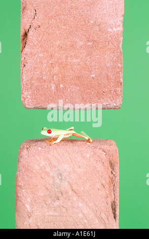 red-eyed treefrog (Agalychnis callidryas), between two bricks Stock Photo