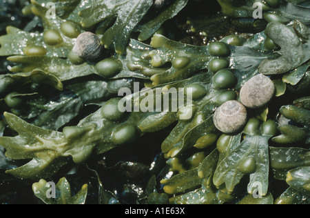 bladderwrack (Fucus vesiculosus), detail Stock Photo