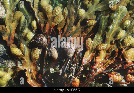 spiral wrack (Fucus spiralis), detail Stock Photo