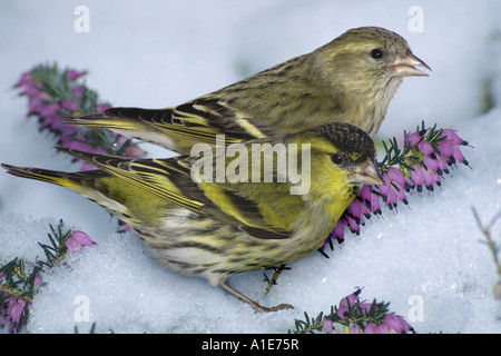 spruce siskin (Carduelis spinus), male and female in snow, on heath Stock Photo