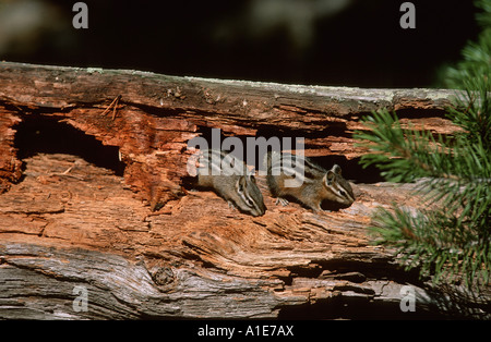 Siberian and western American chipmunks (Eutamias spec.), on a rotting log, USA, Wyoming, Yellowstone NP Stock Photo