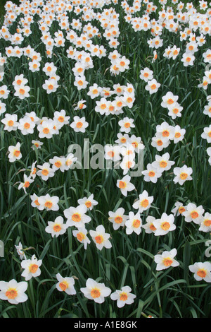 daffodill (Narcissus spec.), Germany, island Mainau, Constance Stock Photo