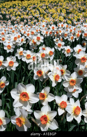 daffodill (Narcissus spec.), in garden, Germany, island Mainau Stock Photo