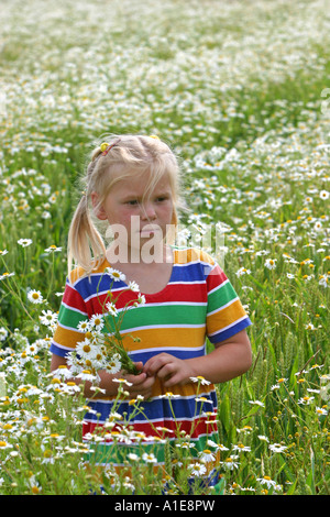 chamomile (Anthemis spec.), girl in a flowering meadow Stock Photo