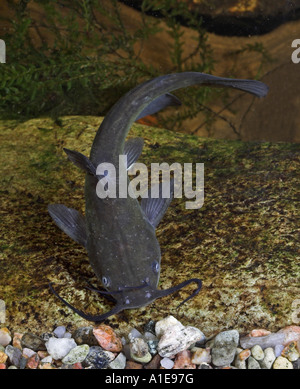 horned pout, American catfish, brown bullhead, speckled catfish (Ictalurus nebulosus, Ameiurus nebulosus) Stock Photo