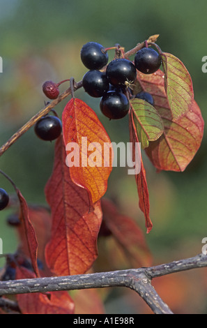 alder buckthorn, glossy buckthorn (Frangula alnus, Rhamnus frangula), fruits Stock Photo
