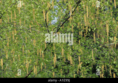 common birch, silver birch, European white birch, white birch (Betula pendula, Betula alba), blooming Stock Photo