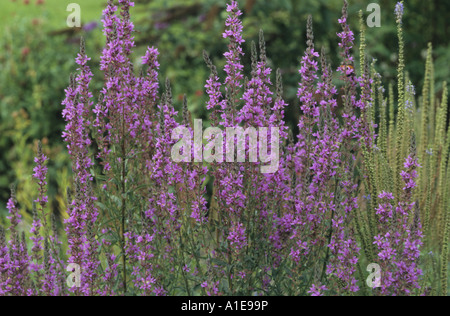 purple loosestrife, spiked loosestrife (Lythrum salicaria), blooming Stock Photo