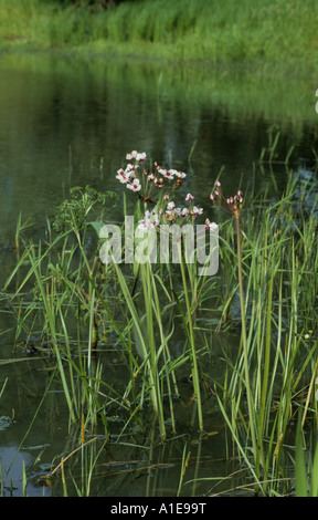 flowering-rush (Butomus umbellatus), blooming Stock Photo