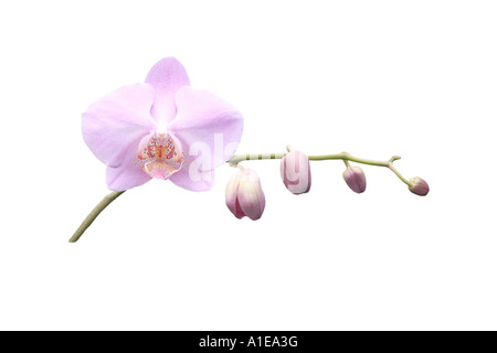 moth orchid (Phalaenopsis Hybride), order of development of the flowers, series picture 2/9 Stock Photo