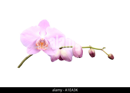 moth orchid (Phalaenopsis Hybride), order of development of the flowers, series picture 3/9 Stock Photo
