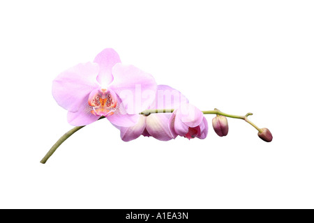 moth orchid (Phalaenopsis Hybride), order of development of the flowers, series picture 4/9 Stock Photo